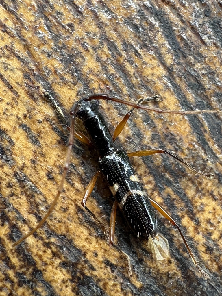 Gnomidolon conjugatum