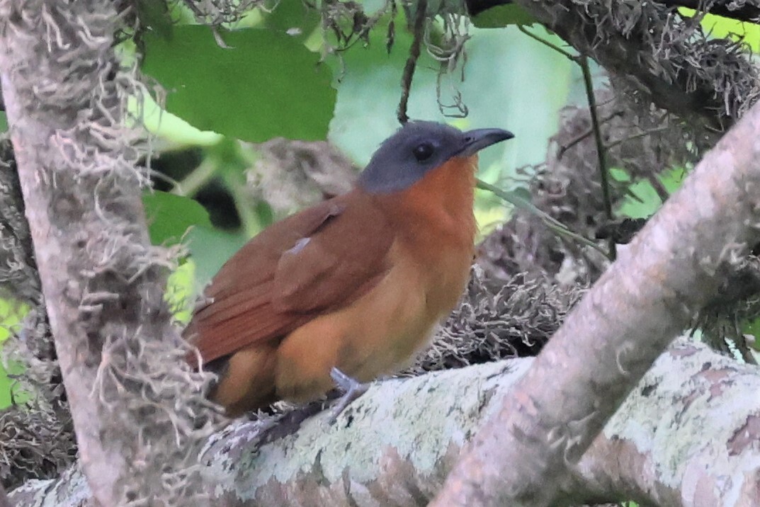 Grey-capped Cuckoo (Coccyzus lansbergi), photo 7