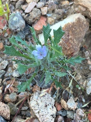 Langloisia setosissima