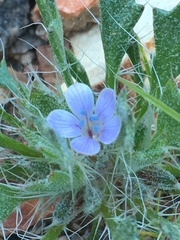 Langloisia setosissima