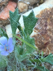 Langloisia setosissima