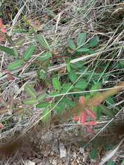 Lespedeza texana, photograph (c) IDClaire, some rights reserved (CC BY)
