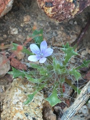 Langloisia setosissima