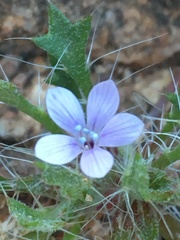 Langloisia setosissima