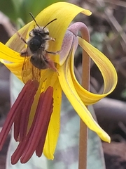 Andrena erythronii