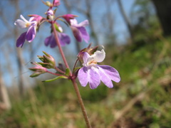 Collinsia violacea