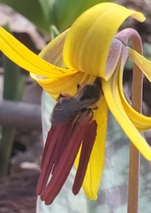 Andrena erythronii