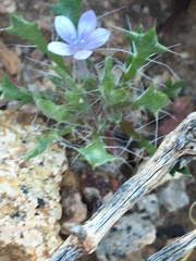 Langloisia setosissima