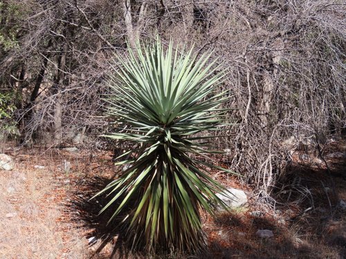 Yucca madrensis