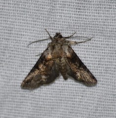 Abrostola microvalis