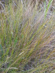 Netrostylis capillaris