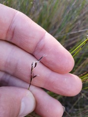 Netrostylis capillaris