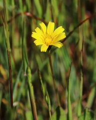 Leontodon saxatilis saxatilis