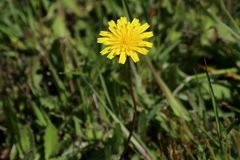 Leontodon saxatilis saxatilis