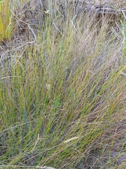 Netrostylis capillaris