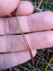 Netrostylis capillaris