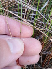 Netrostylis capillaris