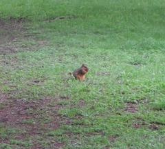 Sciurus niger
