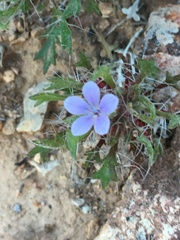 Langloisia setosissima