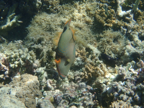 Balistapus undulatus