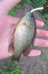 Lepomis cyanellus