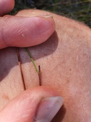 Netrostylis capillaris