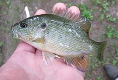 Lepomis cyanellus