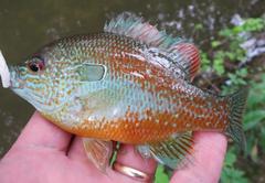 Lepomis