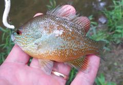 Lepomis