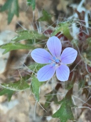 Langloisia setosissima