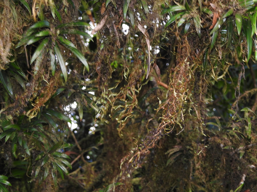 Phyllogonium fulgens