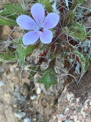 Langloisia setosissima