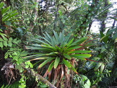 Glomeropitcairnia penduliflora