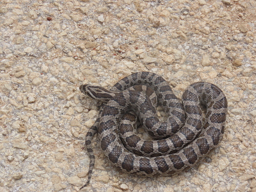 Great Plains Ratsnake