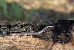 Plestiodon tetragrammus