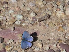 Celastrina echo