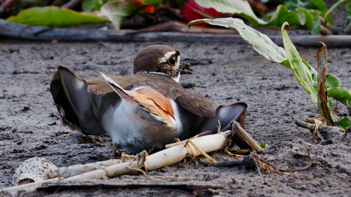 Killdeer photographed in Utah