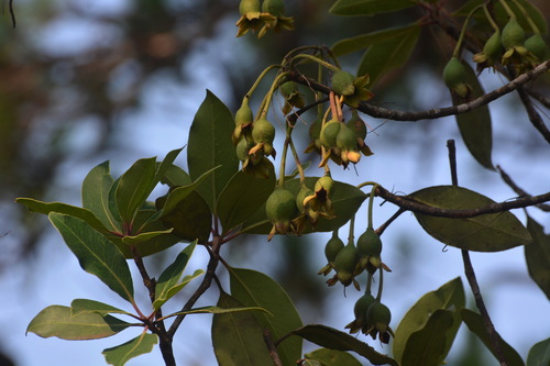 Anneslea fragrans