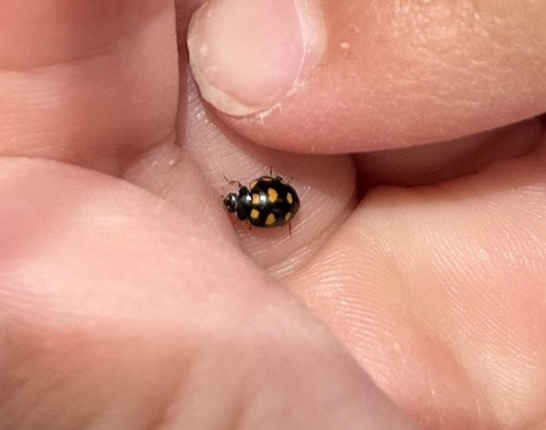 Coccinula quatuordecimpustulata