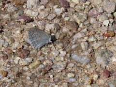 Celastrina echo