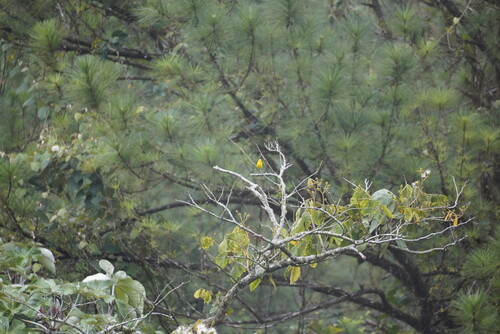 Black-and-yellow Tanager (Chrysothlypis chrysomelas)