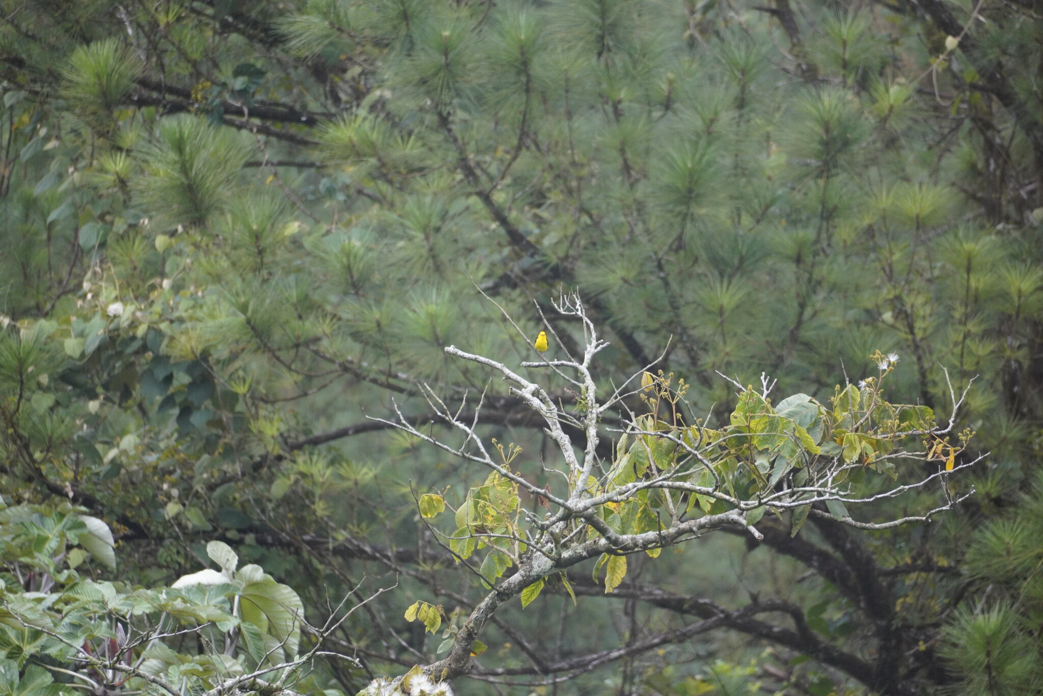 Black-and-yellow Tanager (Chrysothlypis chrysomelas), photo 1