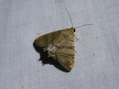 Eulepidotis addens