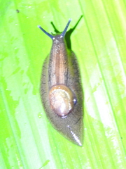 Amphibulima