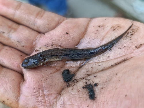 Longtail goby (Ctenogobius sagittula) — Gobiidae — 2
