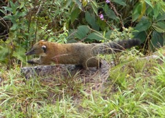 Nasua olivacea