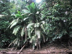 Phytelephas tenuicaulis