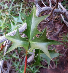 Berberis harrisoniana