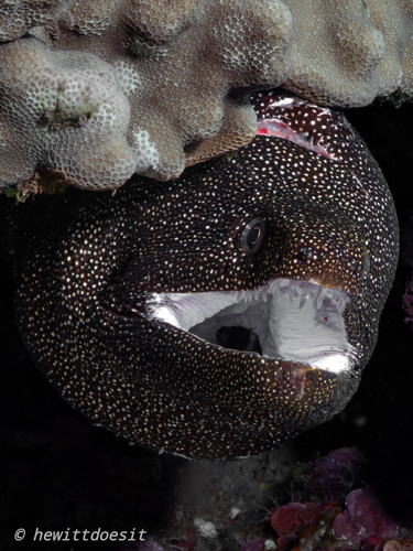 Gymnothorax meleagris
