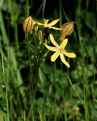 Triteleia ixioides scabra